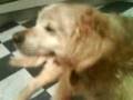 videos de Basil Scratching.3GP