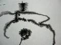 Honoria Poppy Drawing