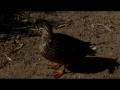 videos de Laguna Lake