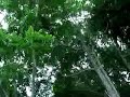 The White Birch Trees Swaying in the Strong Wind