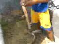 el fin de pelillo