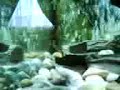 koolie loach koolie loach