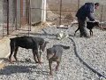 GROUP TRAINING - SIT = ALFA-TIK WORKING DOGS SCHOOL