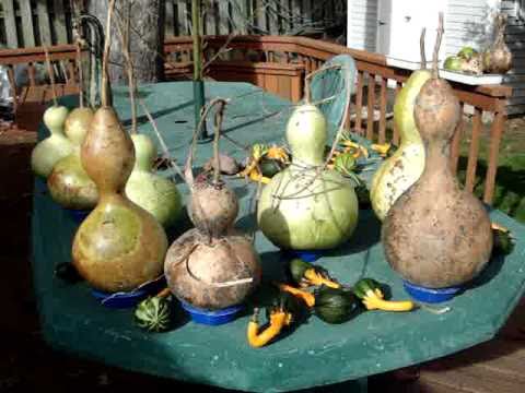 how to harvest gourds