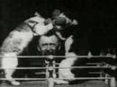 the boxing cats the boxing cats