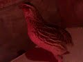 http://www.ksinternet.com/MFQE ***xx QUAIL'S are funny xx