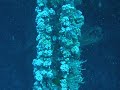 Several Goliath Groupers on Caster wreck, Boynton Beach FL - 2009 24 nov