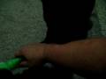 videos de Chance Day 10 Spunky As Can Be