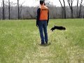 Field Spaniel Darcy Out Hunt Training