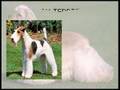 perros peculiares
