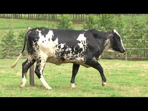 É hora do Boi Limousin brilhar! 🤠 O - Fazenda Feliz Pocket