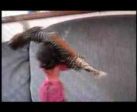 Dancing With the Starved 2: Girls ...