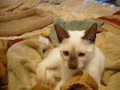 Wild siamese kitten is fired up hearing