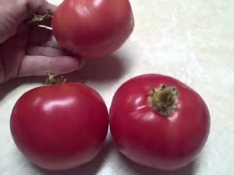 how to ripen tomatoes on the vine faster