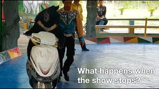 Animal circus: what happens when the show stops?