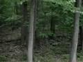 videos de Bear in our back yard.
