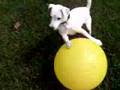 PETEY THE WONDER DOG CIRCUS BALL AT THE BARK