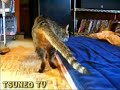 ぺったんこララちゃんとツネオ君♪