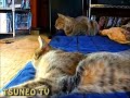 ぺったんこララちゃんとツネオ君♪