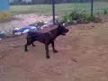Pit Bull In jamaica (Portmore) Pit Bull In jamaica (Portmore)