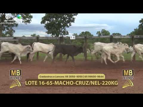 541� LEIL�O VIRTUAL MB LEIL�ES