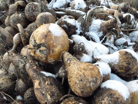 how to harvest gourds