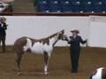 videos de BR Special Investment APHA-AQHA APHA 2008 Reserve World Champion
