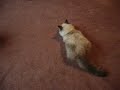 hilarious-cat-pics.html