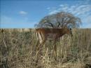 African Travel Seminars - Wildlife Safari