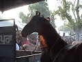 black marwari black marwari