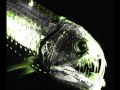 viperfish