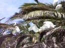 Egrets