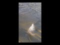 Feather Water Sand Wind