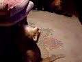 The Gremlin vs The Whippet round 2