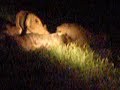 Lions eating a Wilderbeast Lions eating a Wilderbeast