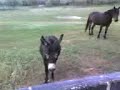 Asino tenta di farsi una Cavalla più grande Asino tenta di farsi una Cavalla più grande