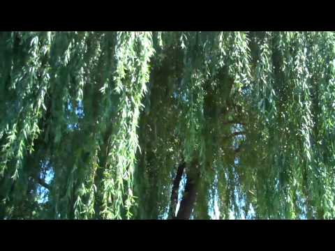 how to transplant weeping willow tree