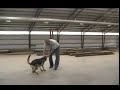 Sch Schutzhund training-6 mo puppy