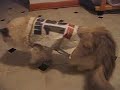 Tufts is Rapcat Tufts is Rapcat