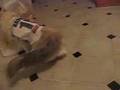 Tufts is Rapcat
