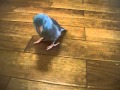 スーちゃんテケテケ