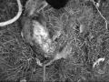 videos de a squirrel's fate when it came to chompers