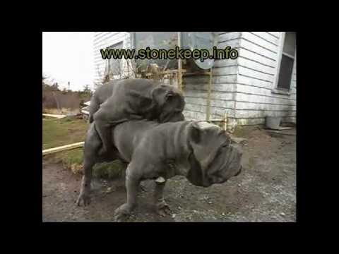 mastiff