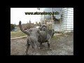 Neapolitan Mastiffs Mating.avi