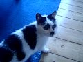 Cat in the Bag FAIL