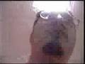timh the bunny