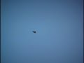 Tiercel red tail cathes jack rabbit from a soar