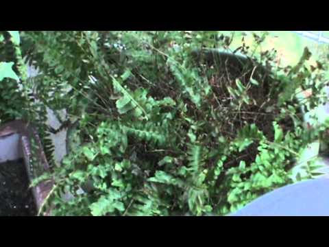 how to replant a boston fern