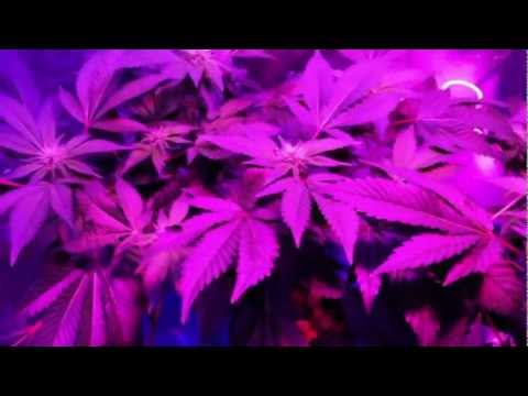 how to use sensi grow a and b in soil