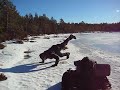 Vild-Olle goes crazy